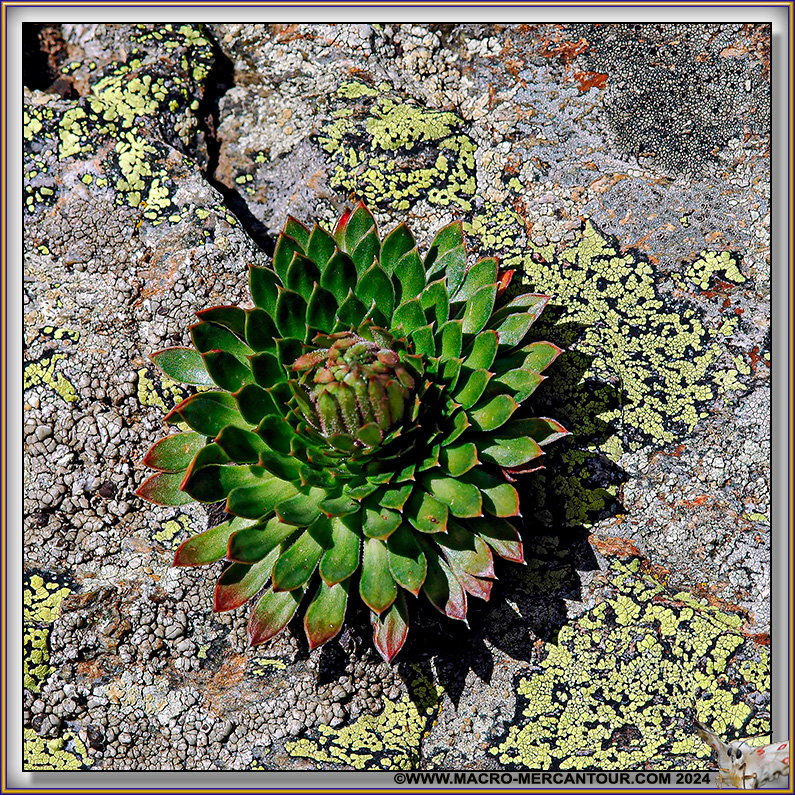 Saxifrage florulenta Moretti